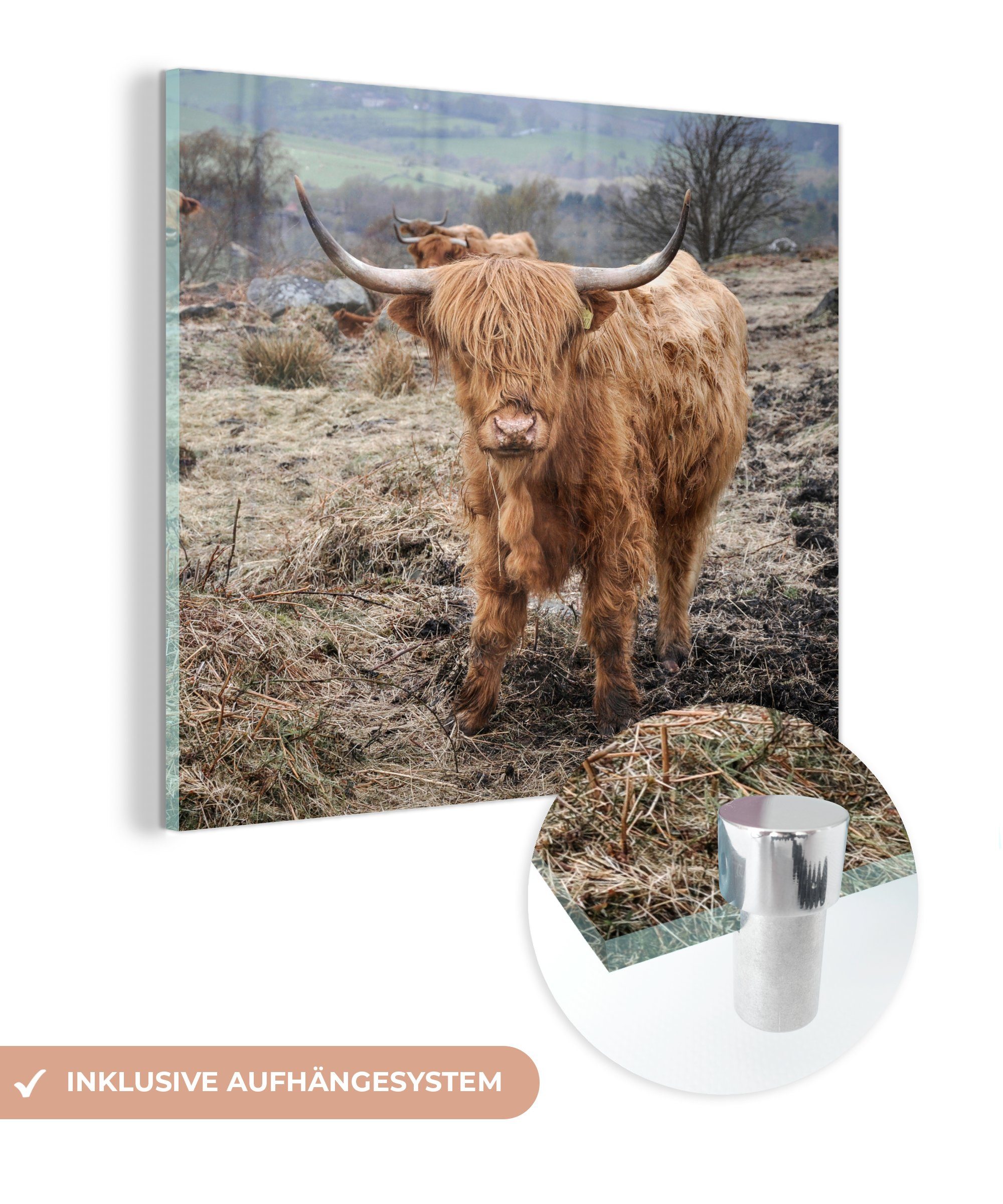 MuchoWow Acrylglasbild Schottische Highlander - Berg - Kühe, (1 St), Glasbilder - Bilder auf Glas Wandbild - Foto auf Glas - Wanddekoration | Bilder