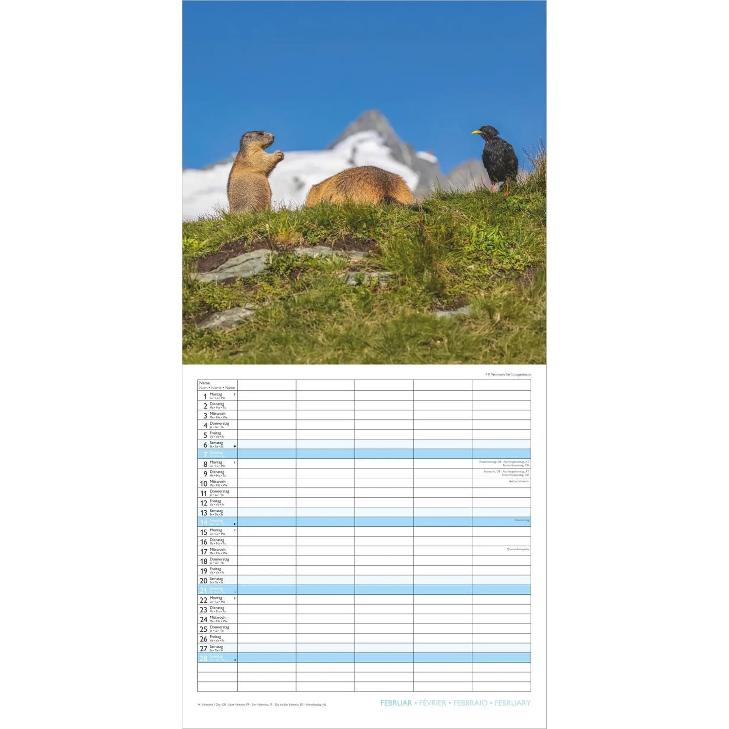 NEUMANN Wandkalender Familienplaner Beste Freunde 2027