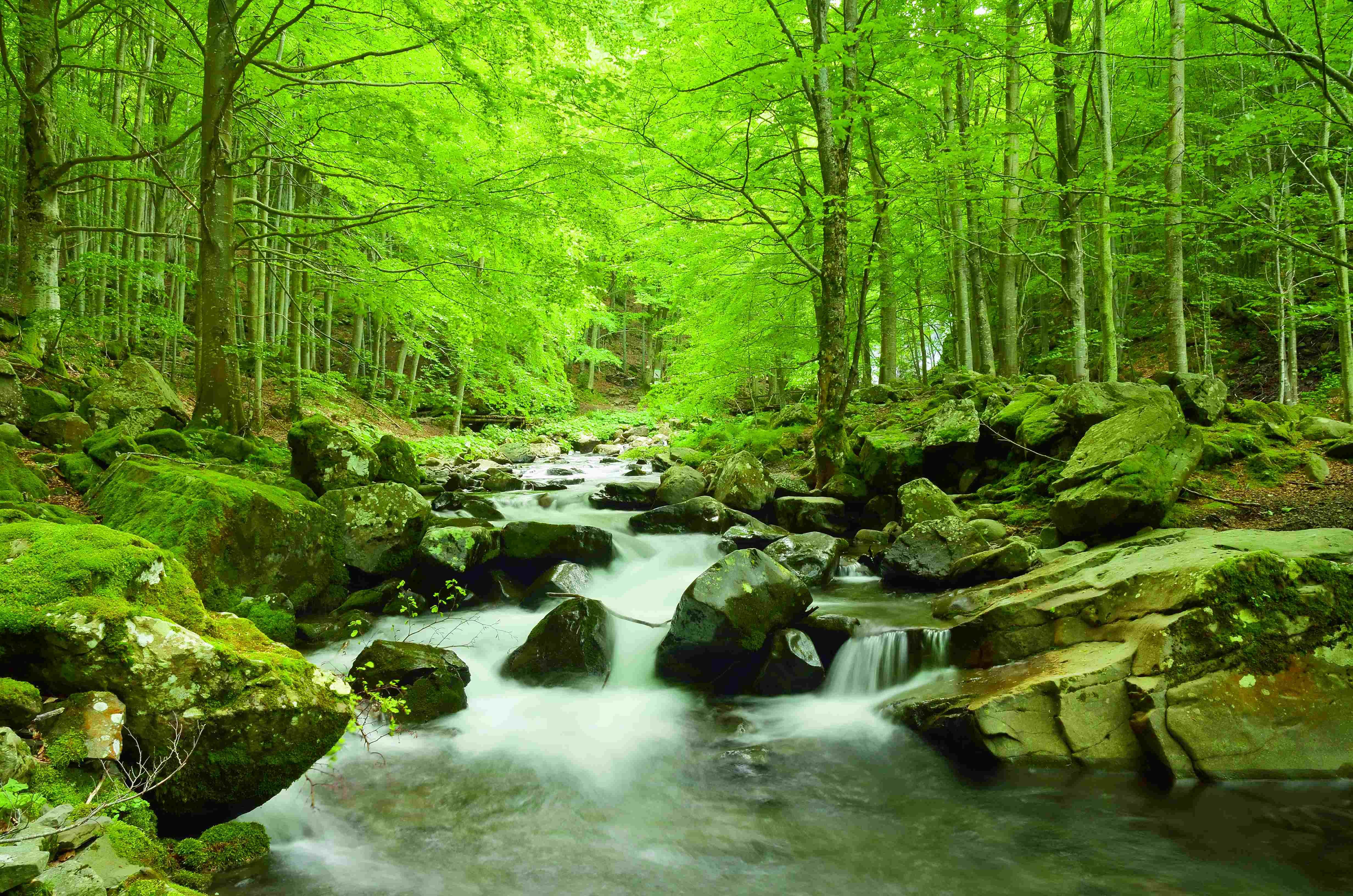 Papermoon Плакат POSTER Nr.085 Waldfluss, 61 X 91,5 CM, (Natur Wald Bäume Fluss Steine Felsen Holz Grün), genormte Плакатgröße für Rahmen, Bild Dekoration Wanddeko Motiv Tapete