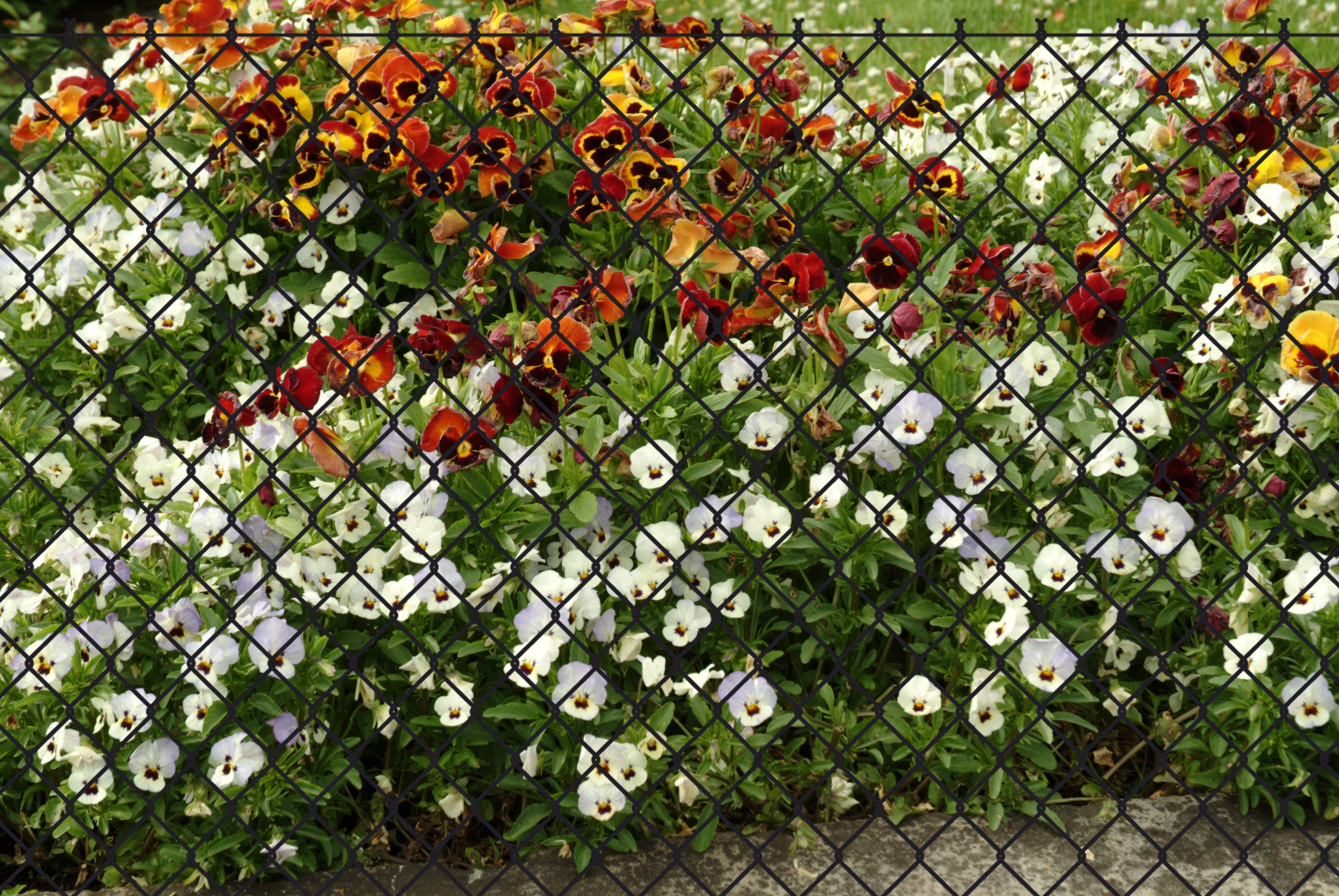 Thumbnail - GARDEN 'N' MORE Maschendrahtzaun, (Set), 1 Element für 25 m, LxH: 2500 x 125 cm, mit 11 Pfosten