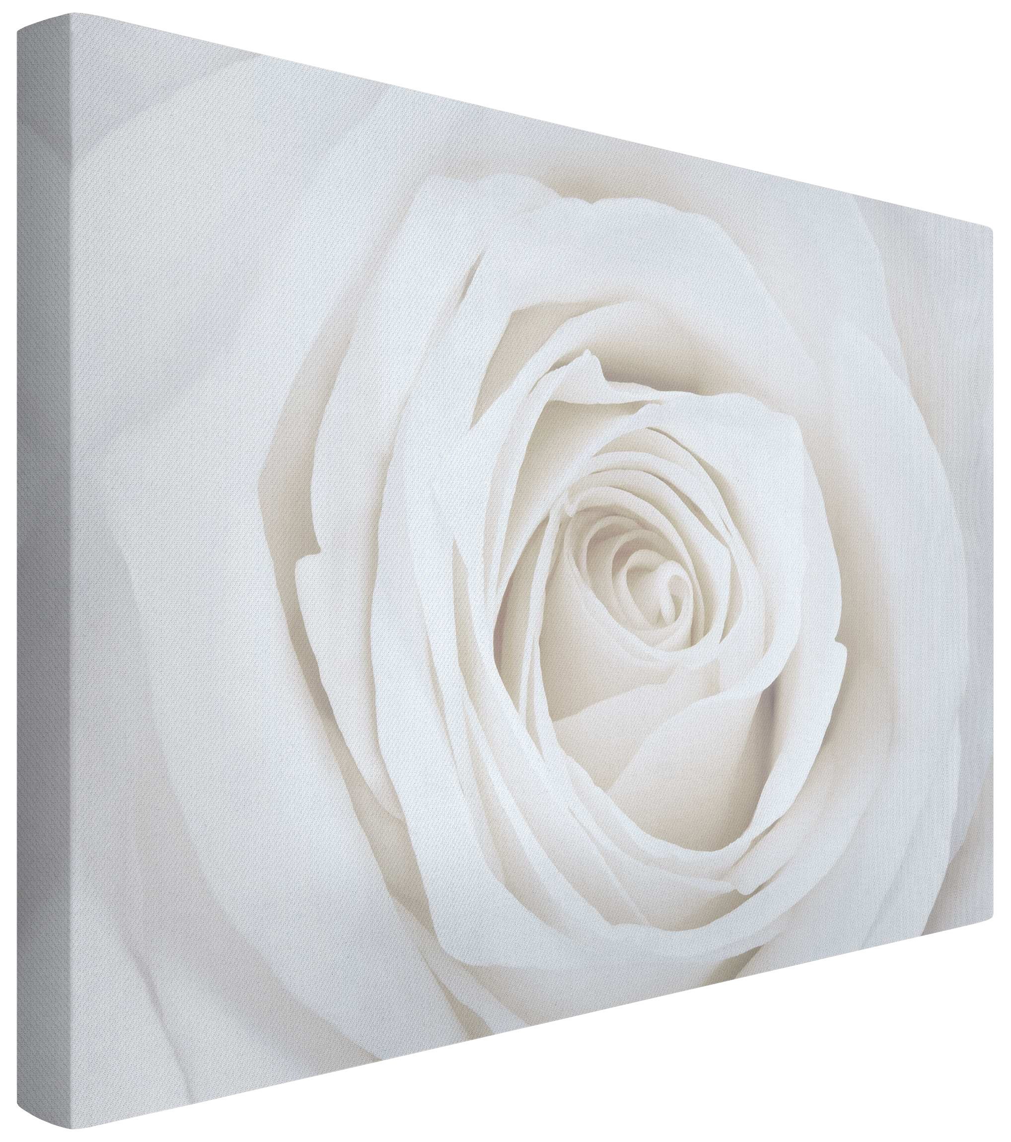 Bilderdepot24 Leinwandbild Akustikbild Blumen Natur Modern Rose weiss Akust günstig online kaufen