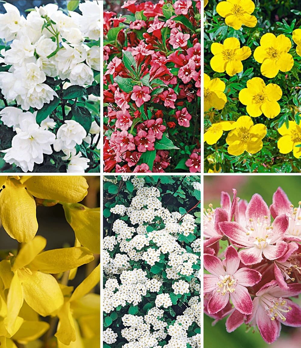 BALDUR Garten Hecken 5 Meter Blüh-Hecken-Kollektion, 6 St., Rosengewächse, blickdicht, winterhart, mehrjährig, pflegeleicht