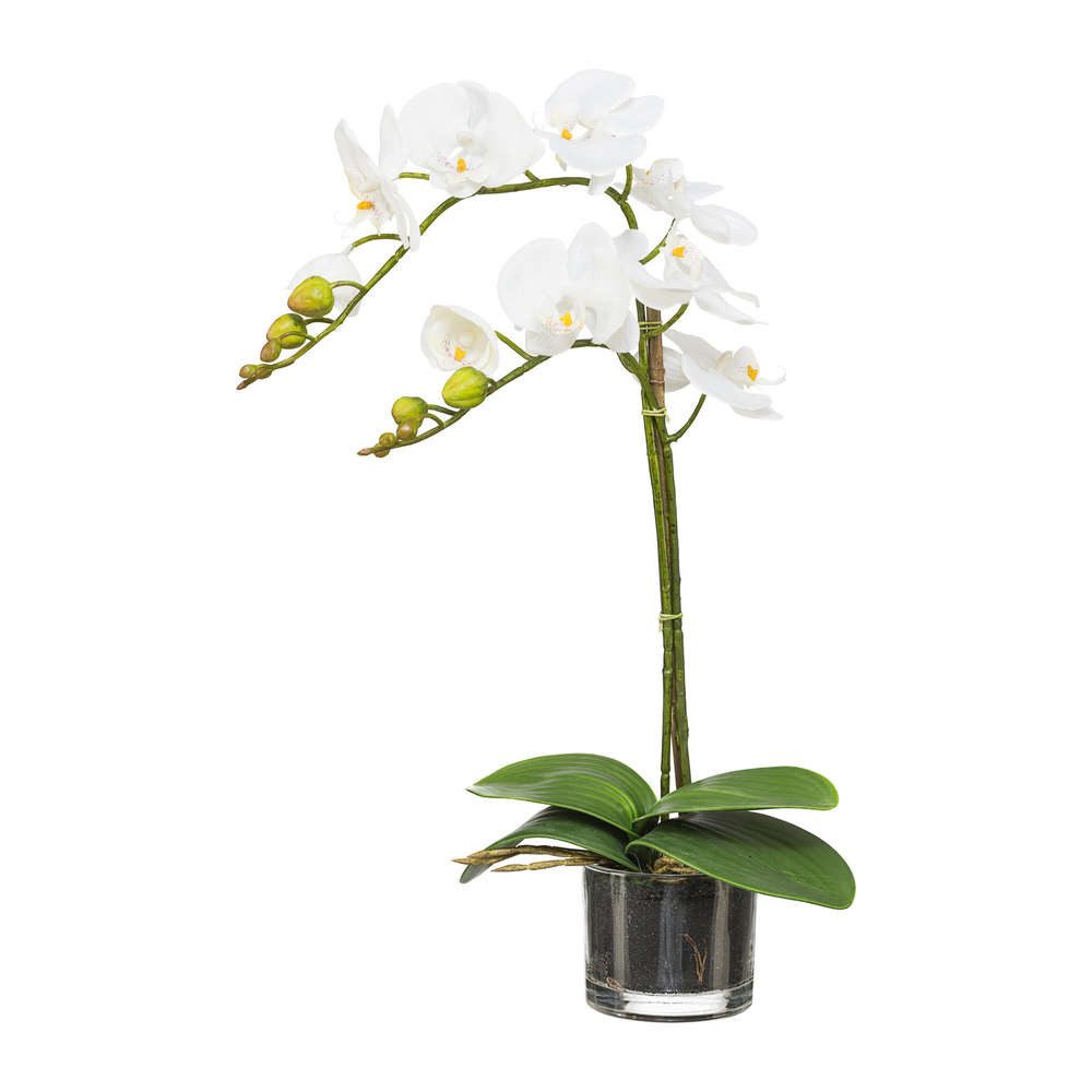 Kunstorchidee Kunstblume Phalaenopsis Orchidee im runden Glas. 2 Triebe. ca 52cm, Gasper, Höhe 52.00 cm