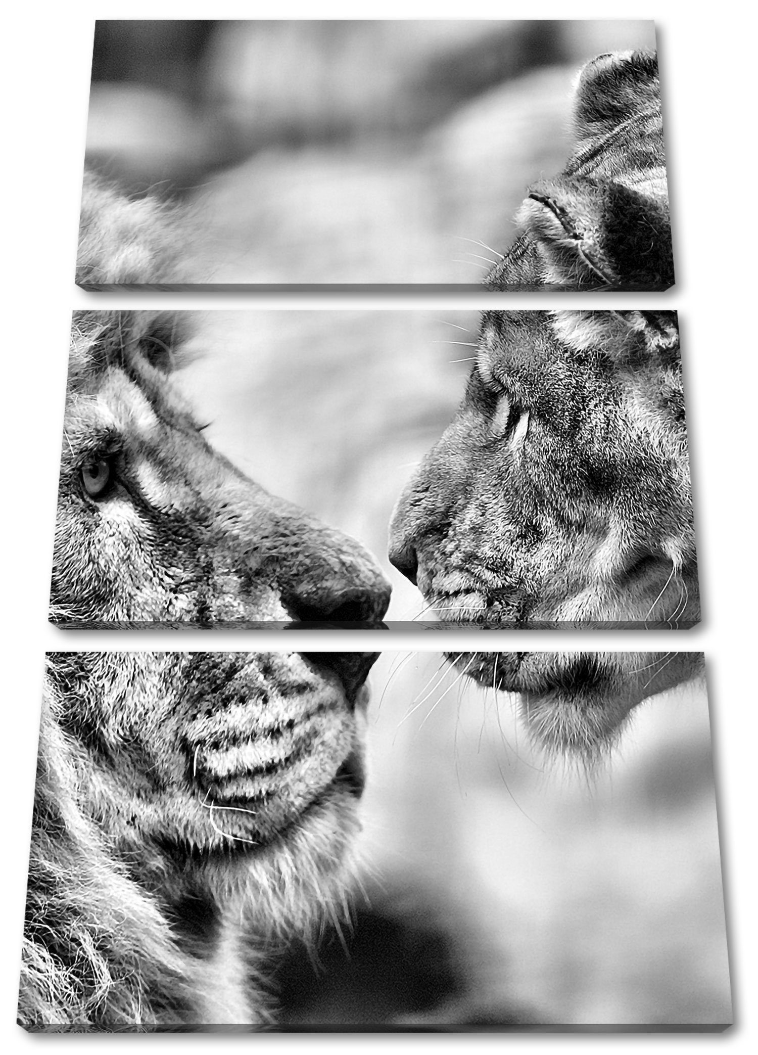 Pixxprint Leinwandbild Verliebtes Löwenpaar, Verliebtes Löwenpaar 3Teiler (120x80cm) (1 St), Leinwandbild fertig bespannt, inkl. Zackenaufhänger