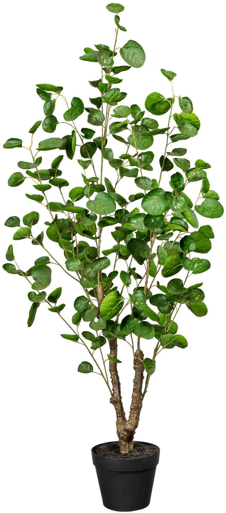 Künstliche Zimmerpflanze Fiederaralie Fiederaralie, Creativ green, Höhe 110  cm