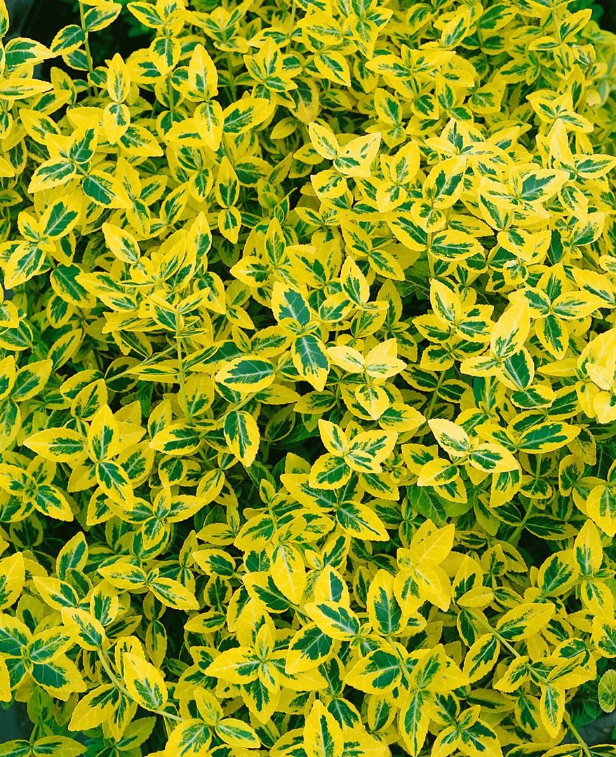 Pflanzen für Dich Bodendecker Euonymus fortunei 'Emerald'n Gold', 1 St., Kriechspindel, Spindelstrauch, gelbgrün, winterhart – Bild 5 von 5