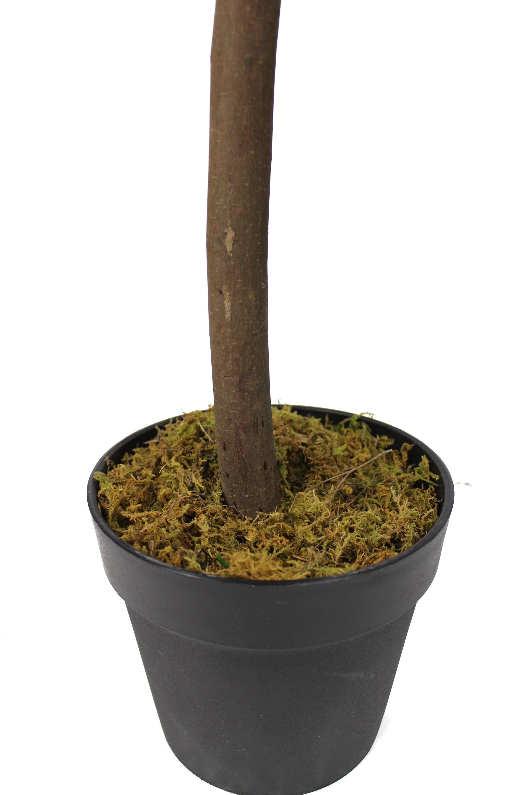 Echtholzstamm 2070 cm Olivenbaum 185 Arnusa, künstlicher Premium Blätter Höhe Kunstpflanze Olive,