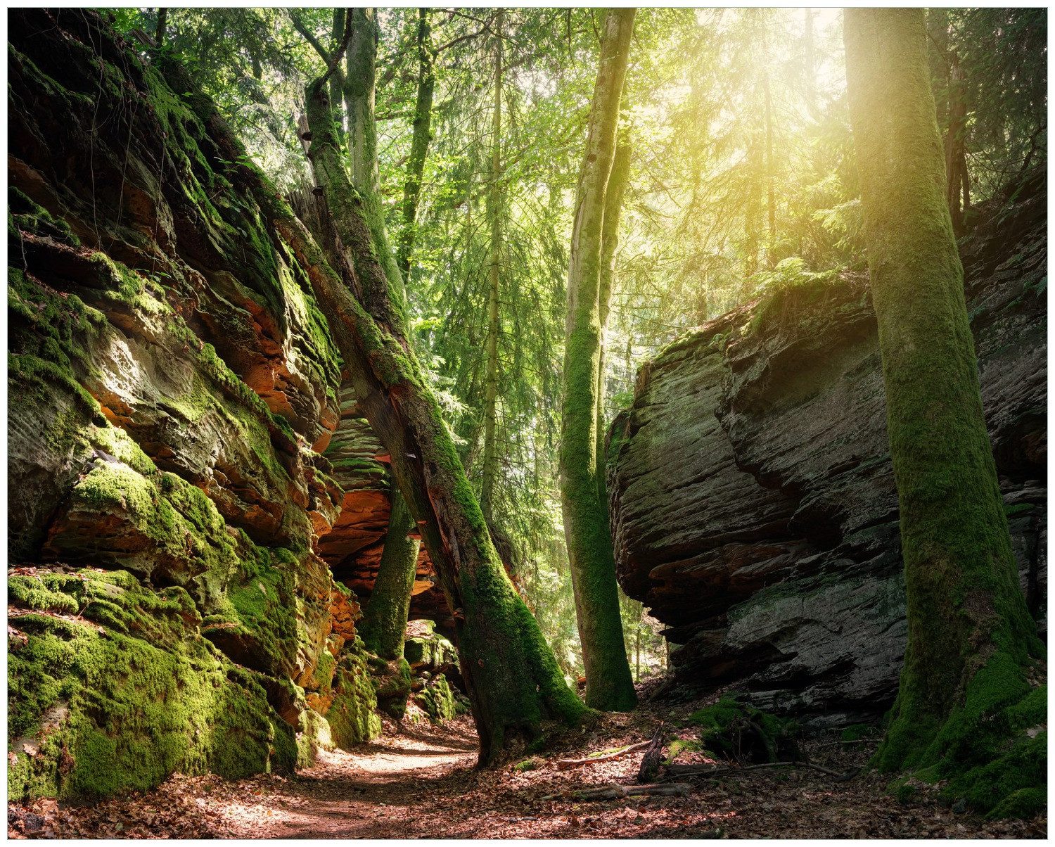 Wallario Poster, Moosbewachsener Waldpfad im Sonnenlicht, in verschiedenen Ausführungen