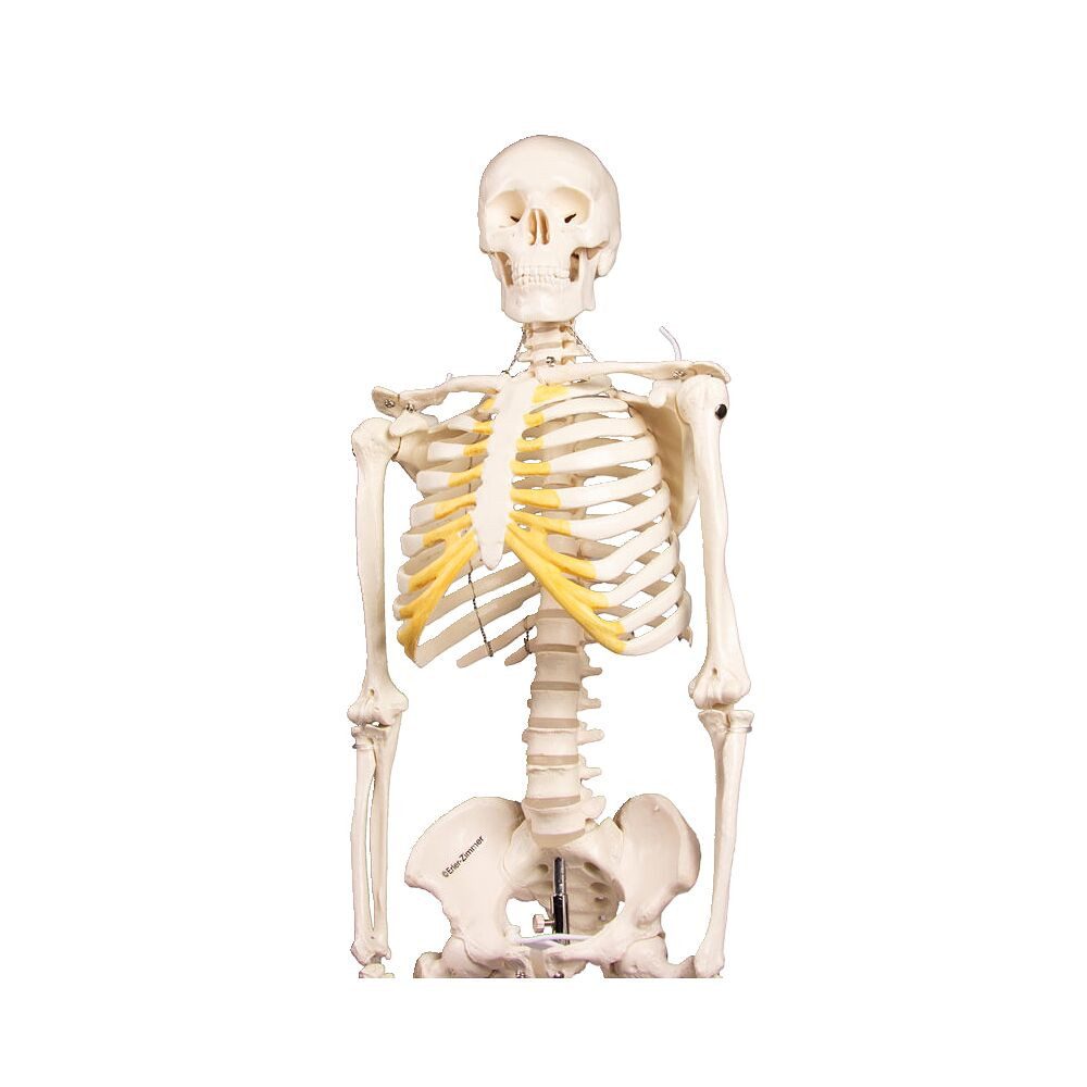 Erler Zimmer Magnettafel Skelettmodell Miniatur-Skelett Tom, Menschliches Skelett in halber Lebensgröße