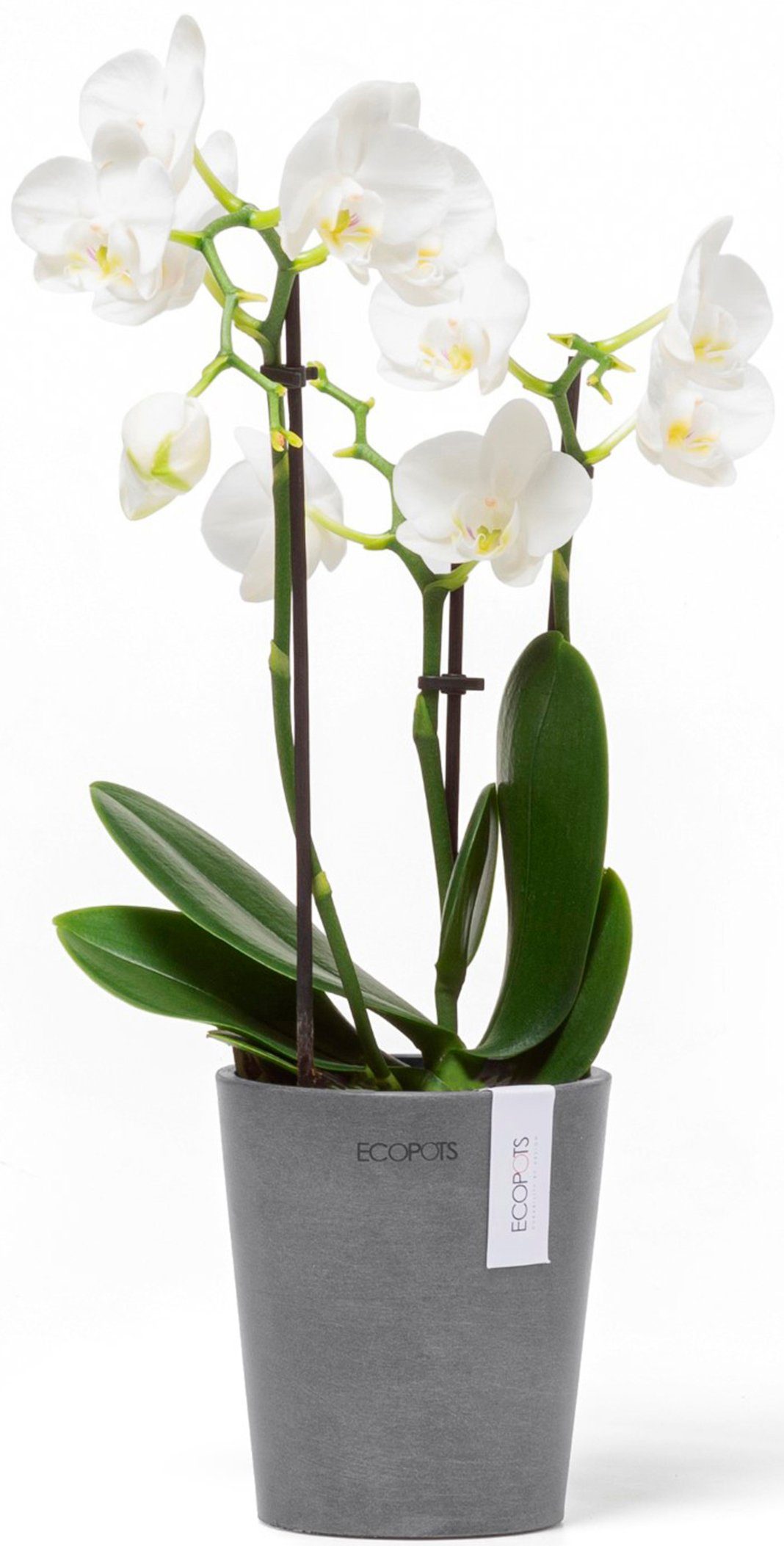 ECOPOTS Blumentopf Morinda Orchidee 11 Grau, günstig online kaufen