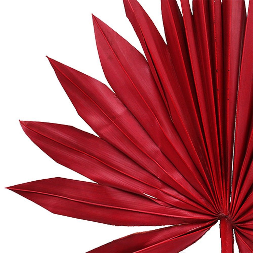 Trockenblume Palmspear Sun mini Rot 50 St Deko Gesteck Trauerfloristik, 50 Stück, Florists Products, Höhe 7.5 cm