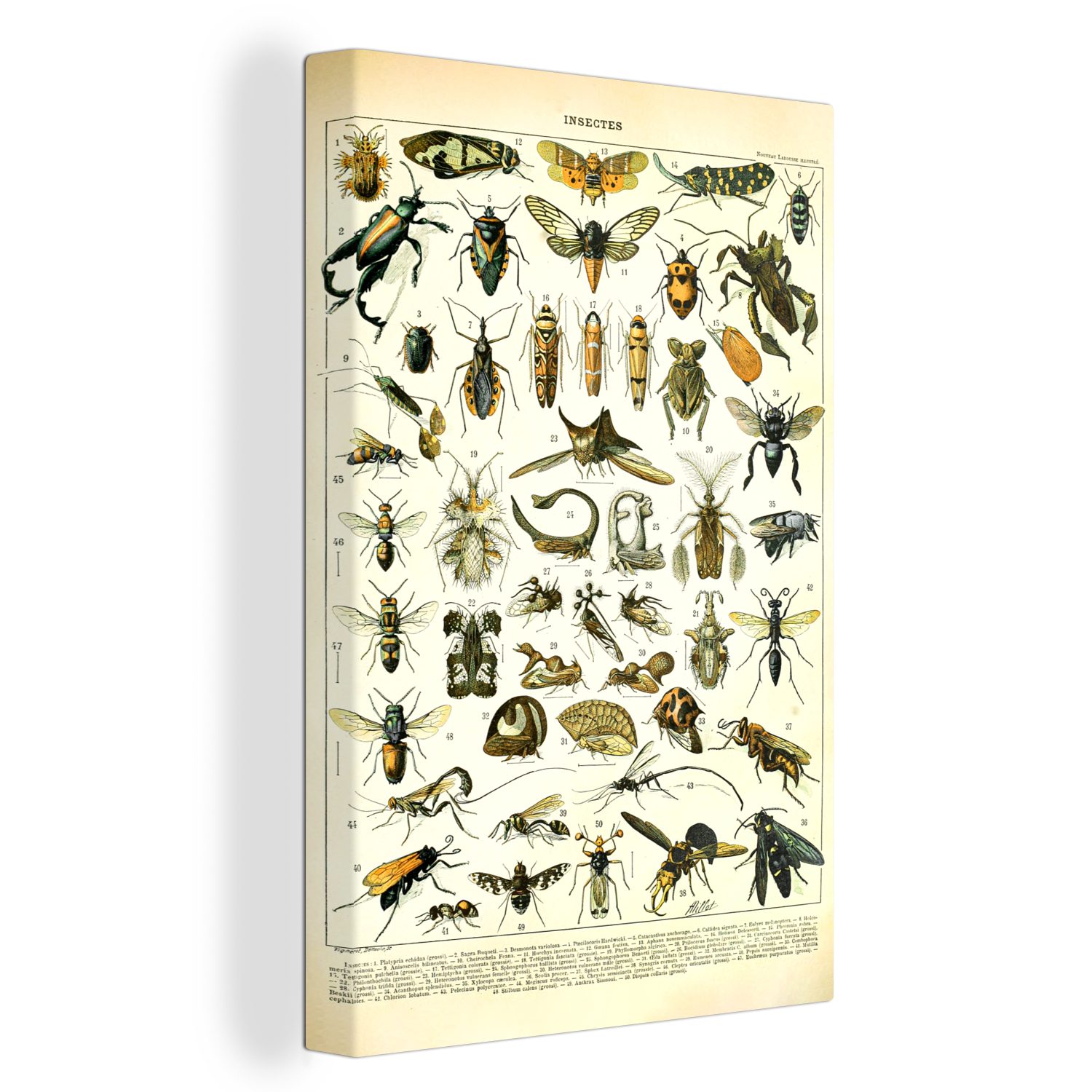 OneMillionCanvasses® Leinwandbild Insekten - Tiere - Jahrgang, (1 St), Leinwandbild fertig bespannt inkl. Zackenaufhänger, Gemälde, 20x30 cm