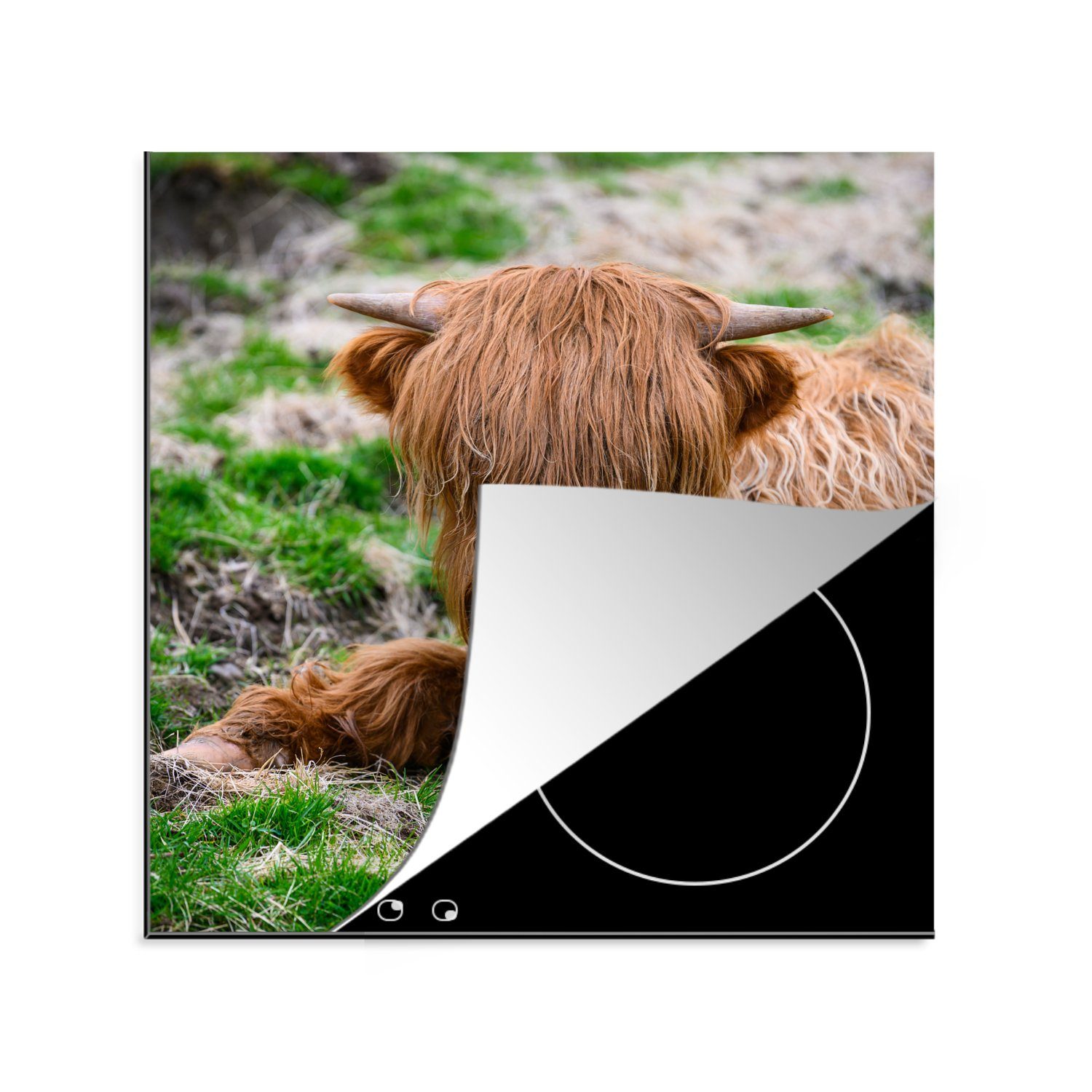 MuchoWow Herdblende-/Abdeckplatte Schottischer Highlander - Heu - Gras, Vinyl, (1 tlg), 78x78 cm, Ceranfeldabdeckung, Arbeitsplatte für küche