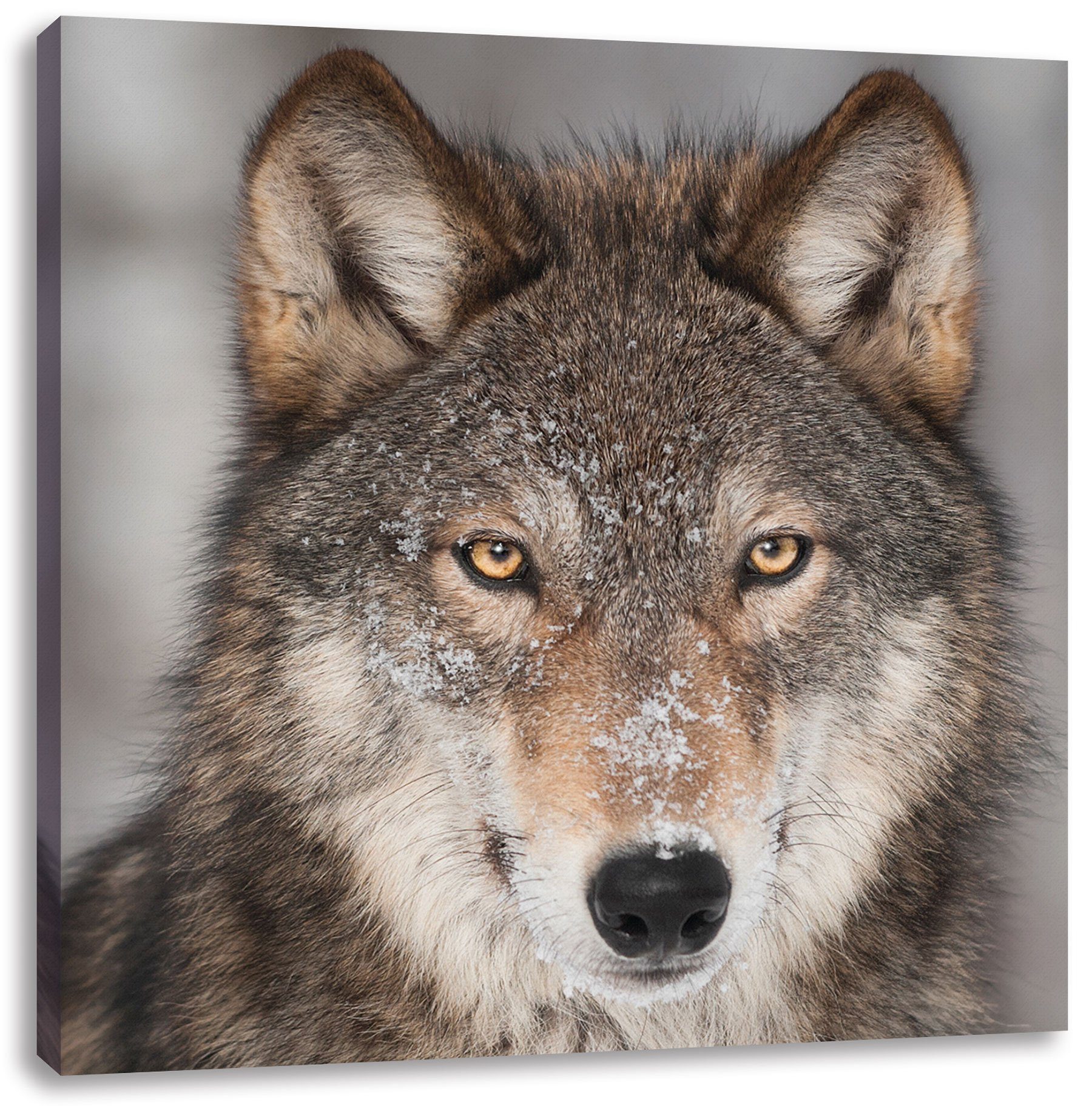 inkl. Pixxprint Leinwandbild Wolf, Wolf Zackenaufhänger St), (1 fertig Wachsamer bespannt, Leinwandbild Wachsamer
