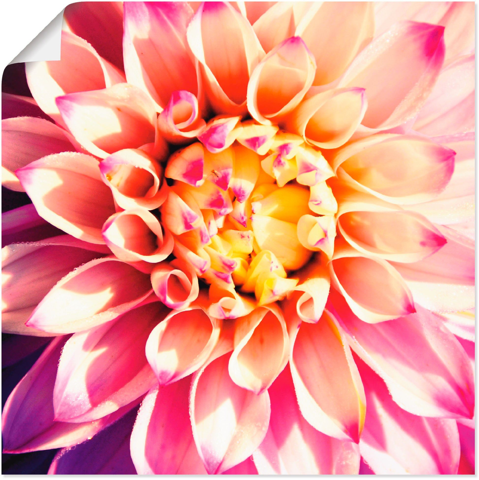 Leinwandbild, Artland oder Wandaufkleber in Blumen Wandbild als (1 Poster Dahlie, versch. St), Größen