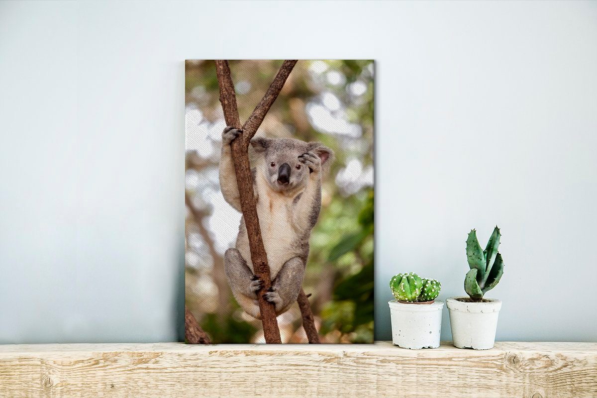 bespannt - inkl. fertig 20x30 - cm Tier Leinwandbild Zackenaufhänger, Mädchen, OneMillionCanvasses® Äste Gemälde, Leinwandbild Kinder Jungen - - Koala (1 - St),