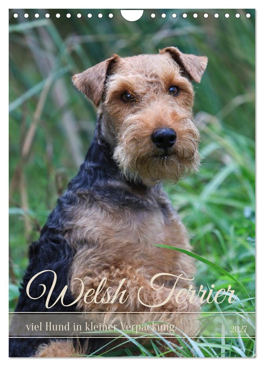 CALVENDO Wandkalender Welsh Terrier - viel Hund in kleiner Verpackung (Wandkalender 2027 DIN