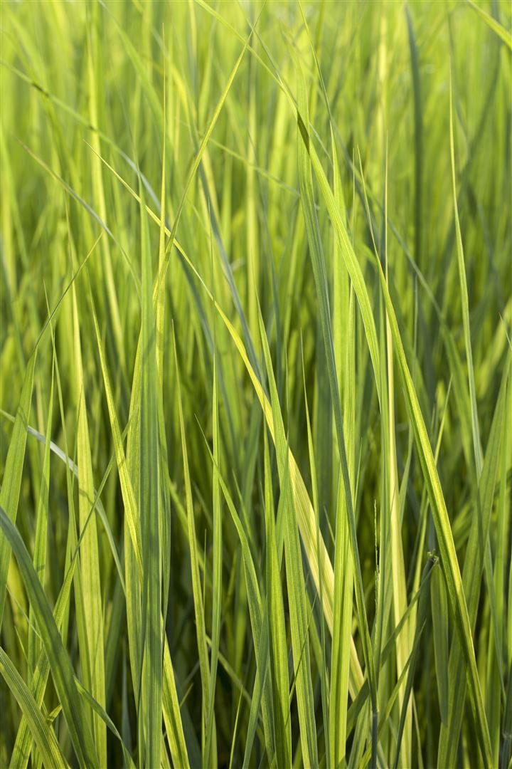 Pflanzen für Dich Gräser Panicum virgatum 'Northwind', 1 St., Rutenhirse, aufrecht, winterhart – Bild 5 von 5