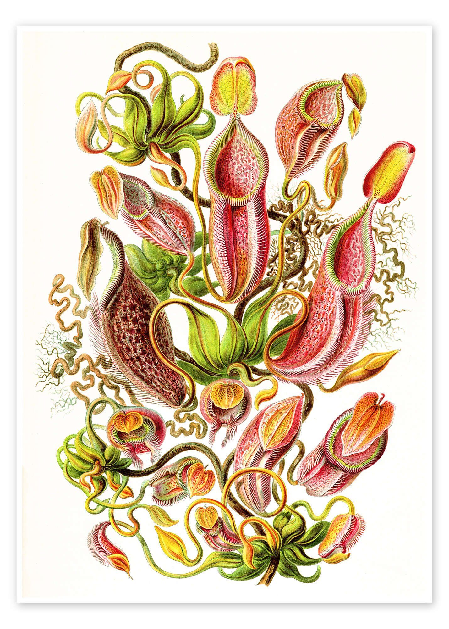 Posterlounge Poster Ernst Haeckel, Kannenpflanzen, Nepenthaceae (Kunstformen der Natur, 1899), Malerei