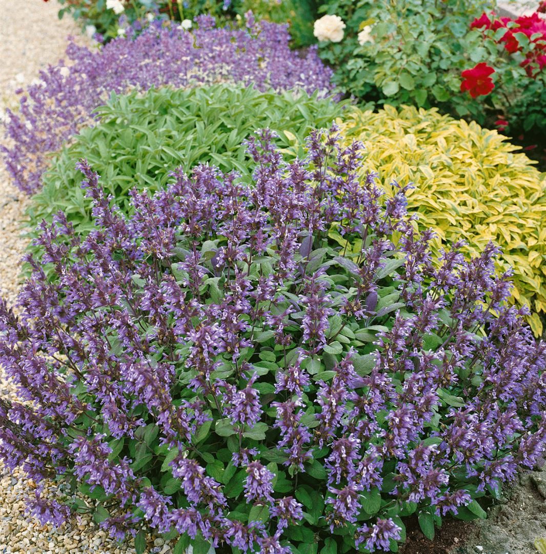 Pflanzen für Dich Staude Salvia offic. violettblau, 1 St., Echter Salbei, Küchensalbei