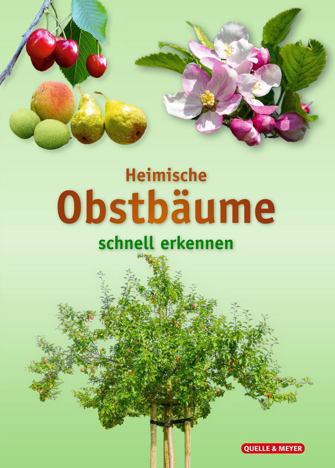 Heimische Obstbäume / diverse, schnell erkennen