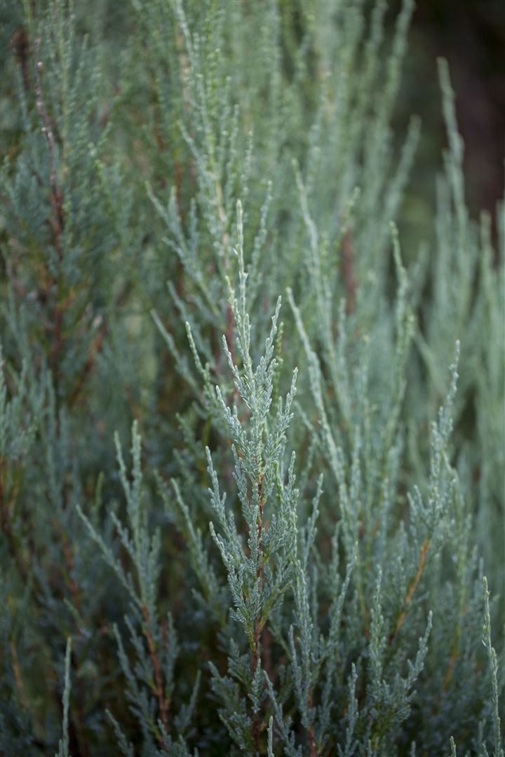 Pflanzen für Dich Konifere Juniperus scop. Blue Arrow, 1 St., Felsengebirgs-Wacholder, Säulenwacholder, blaugrün, säulenförmig – Bild 5 von 5