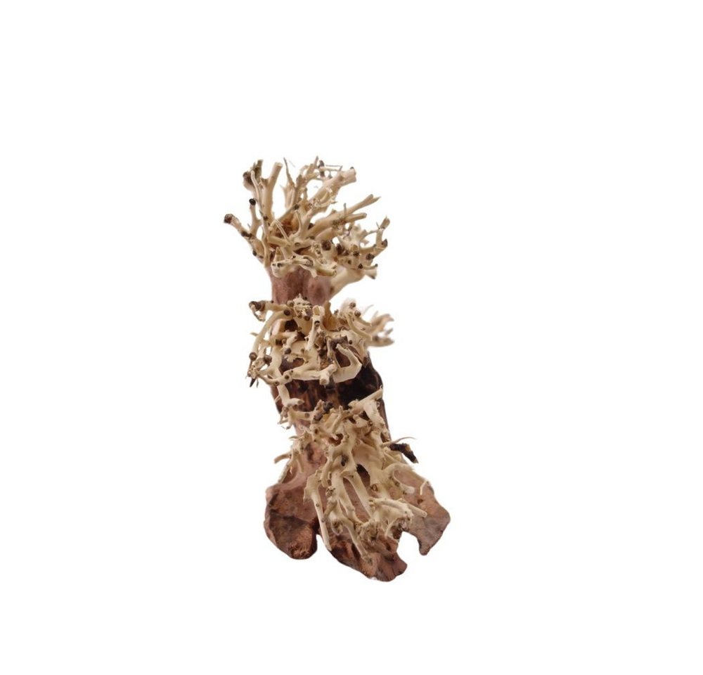 Thumbnail - Aquaone Aquarium M Bonsai Baum Nr.1037 Wurzel Holz Aquarium Deko Aquascaping