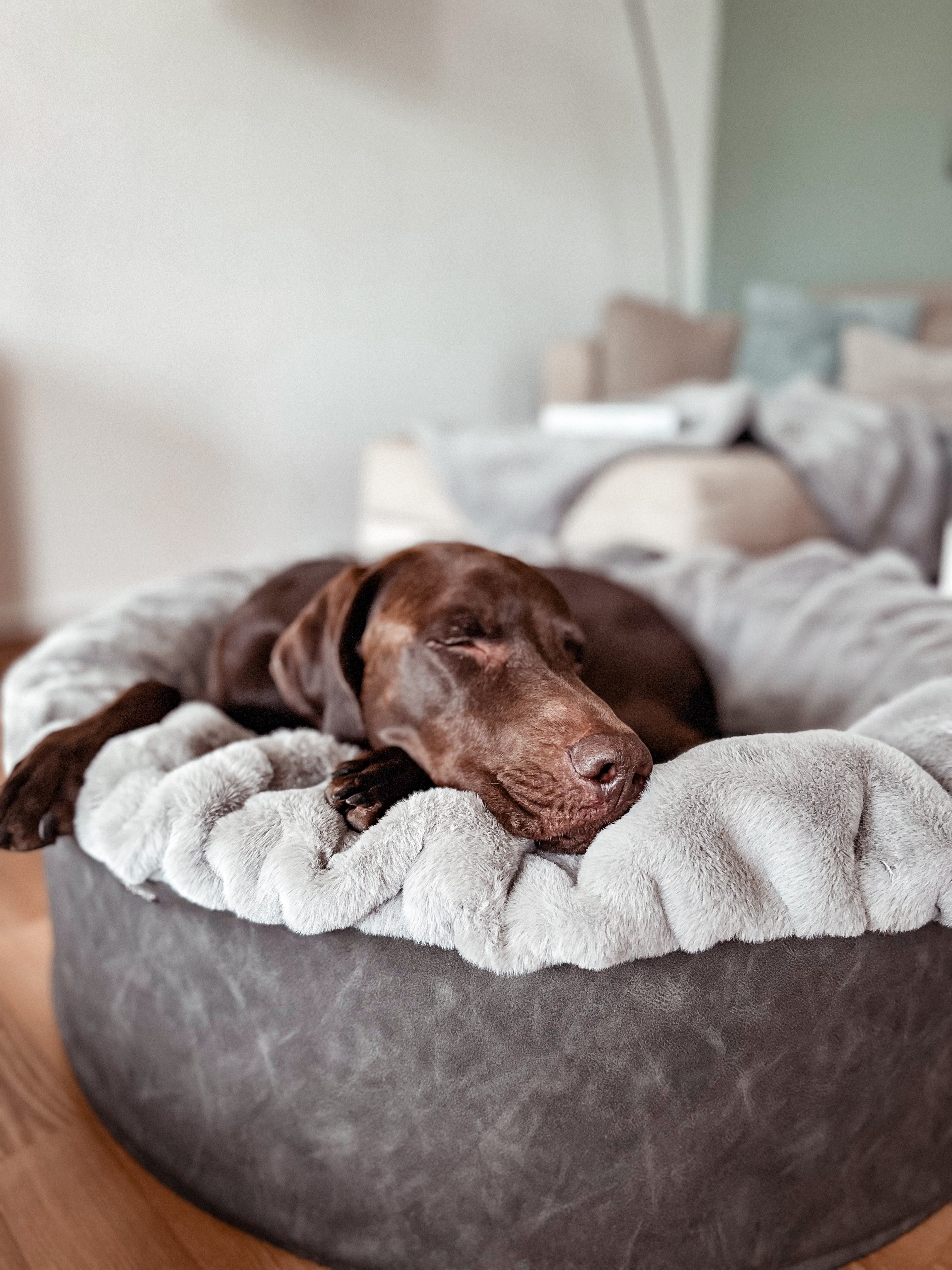 Dogspring by MAUL Hundekorb Buddelnest Hundebett günstig online kaufen
