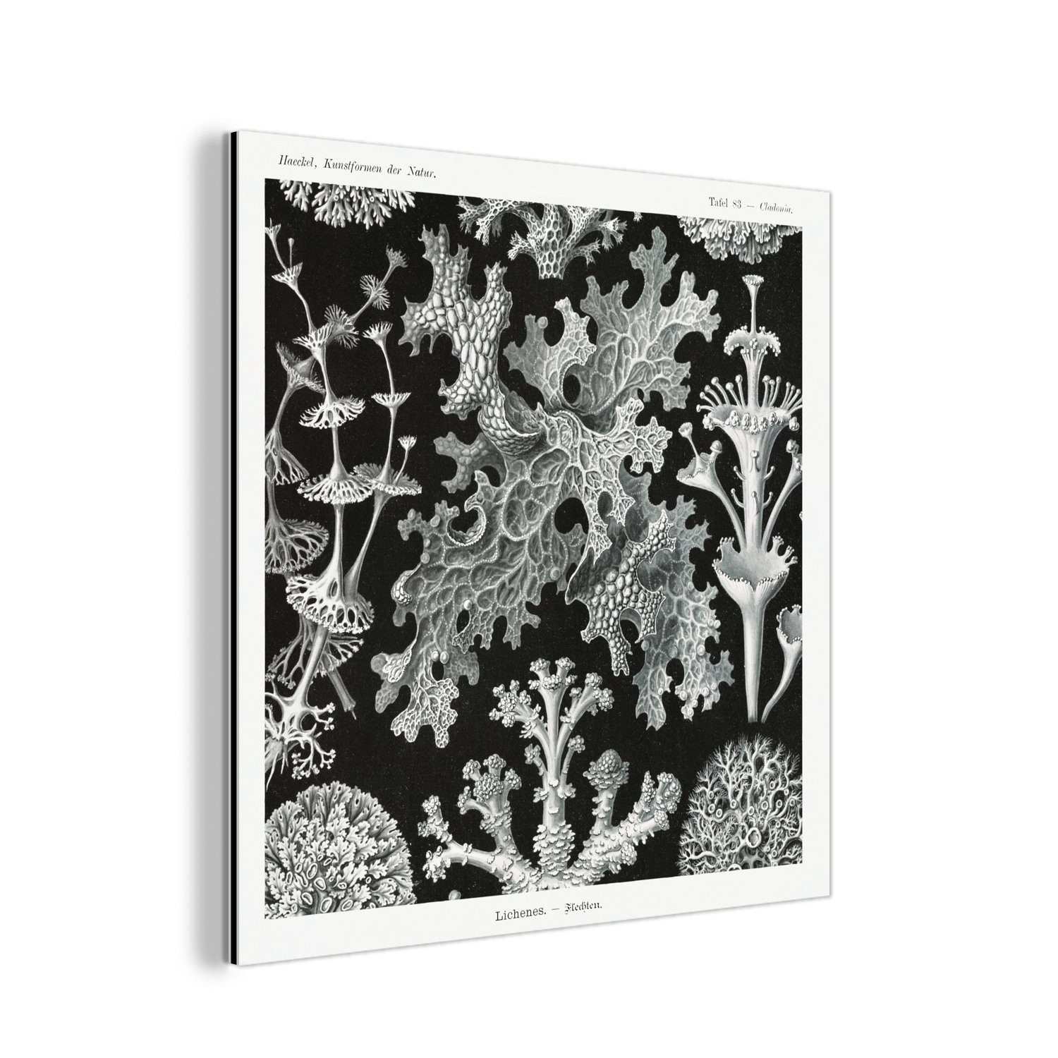 MuchoWow Metallbild Kunst - Koralle - Ernst Haeckel - Alte Meister - Natur, (1 St), Alu-Dibond-Druck, Gemälde aus Metall, Aluminium deko