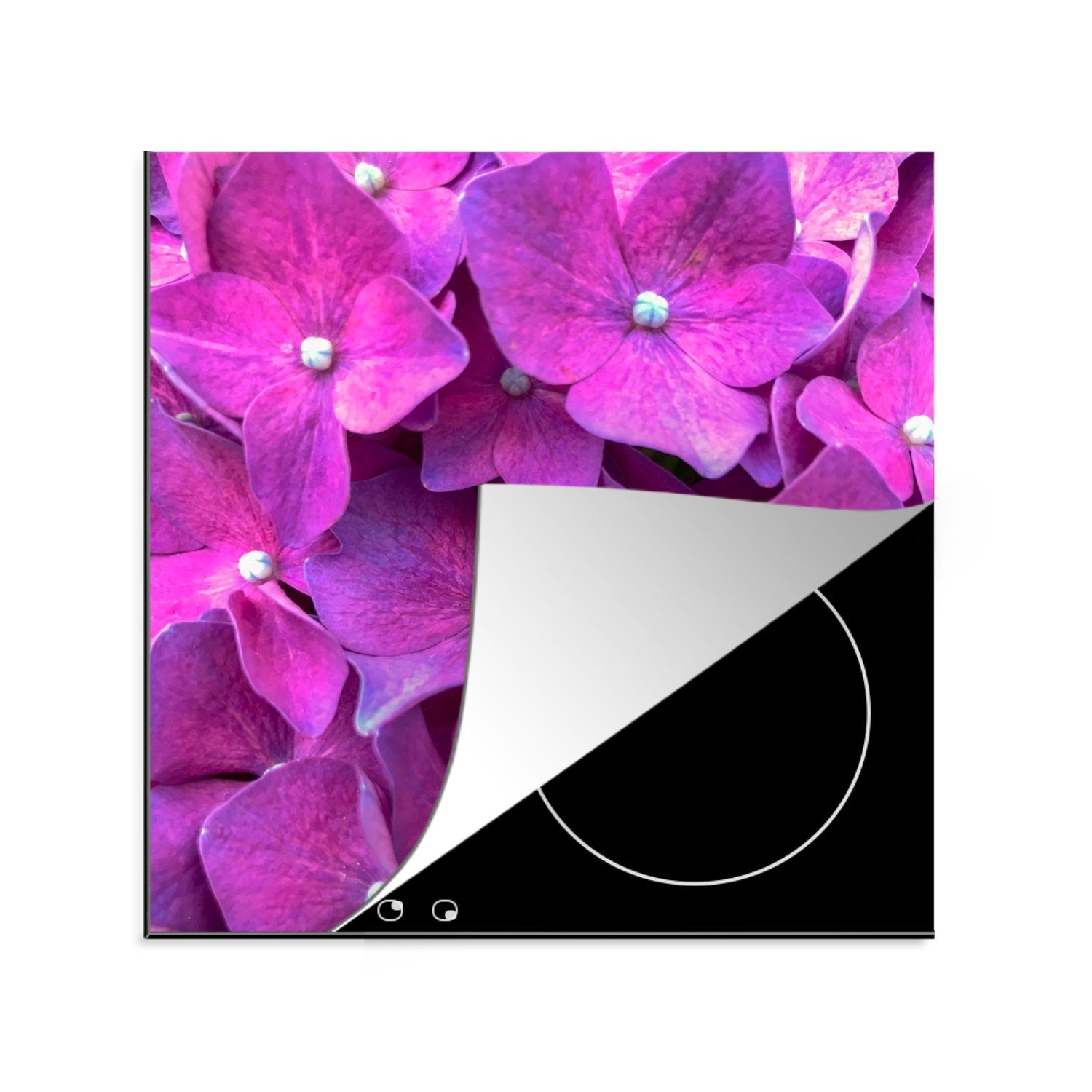 Nahaufnahme Vinyl, 78x78 küche Arbeitsplatte für Hortensienblüten, MuchoWow tlg), cm, Ceranfeldabdeckung, rosa (1 Herdblende-/Abdeckplatte