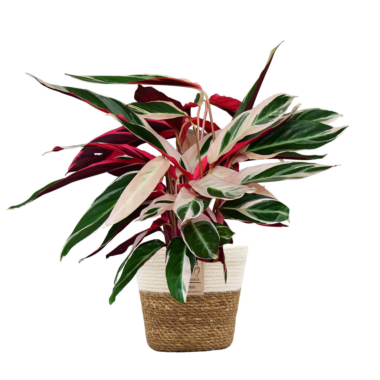 Green Me Up Zimmerpflanze Calathea Triostar No.19, im 19 cm Topf, 50–60 cm hoch, Calathea Stromanthe, ungiftige Zimmerpflanze