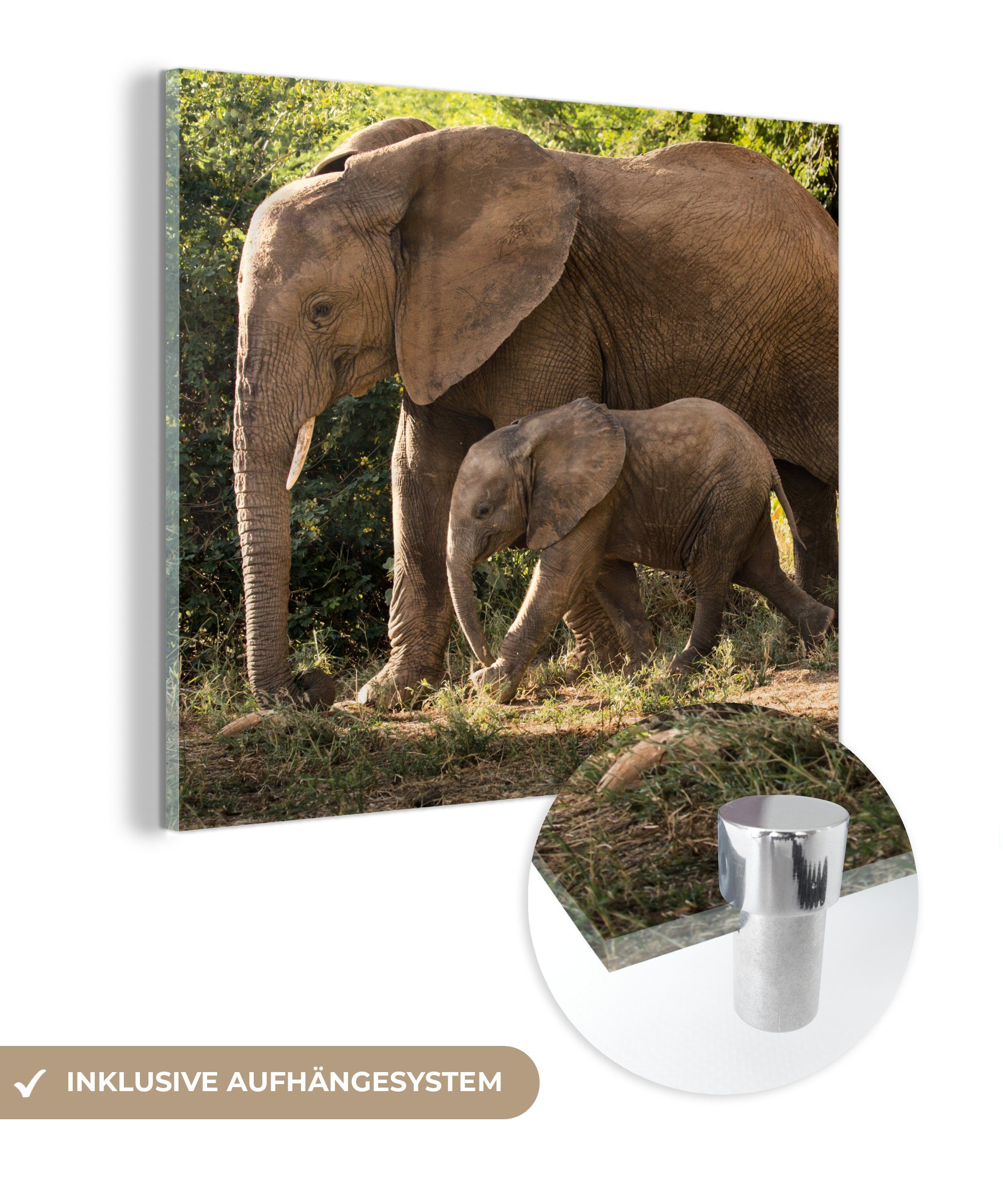 MuchoWow Acrylglasbild Wanderndes Elefantenbaby mit seiner Mutter, (1 St), Glasbilder - Bilder auf Glas Wandbild - Foto auf Glas - Wanddekoration