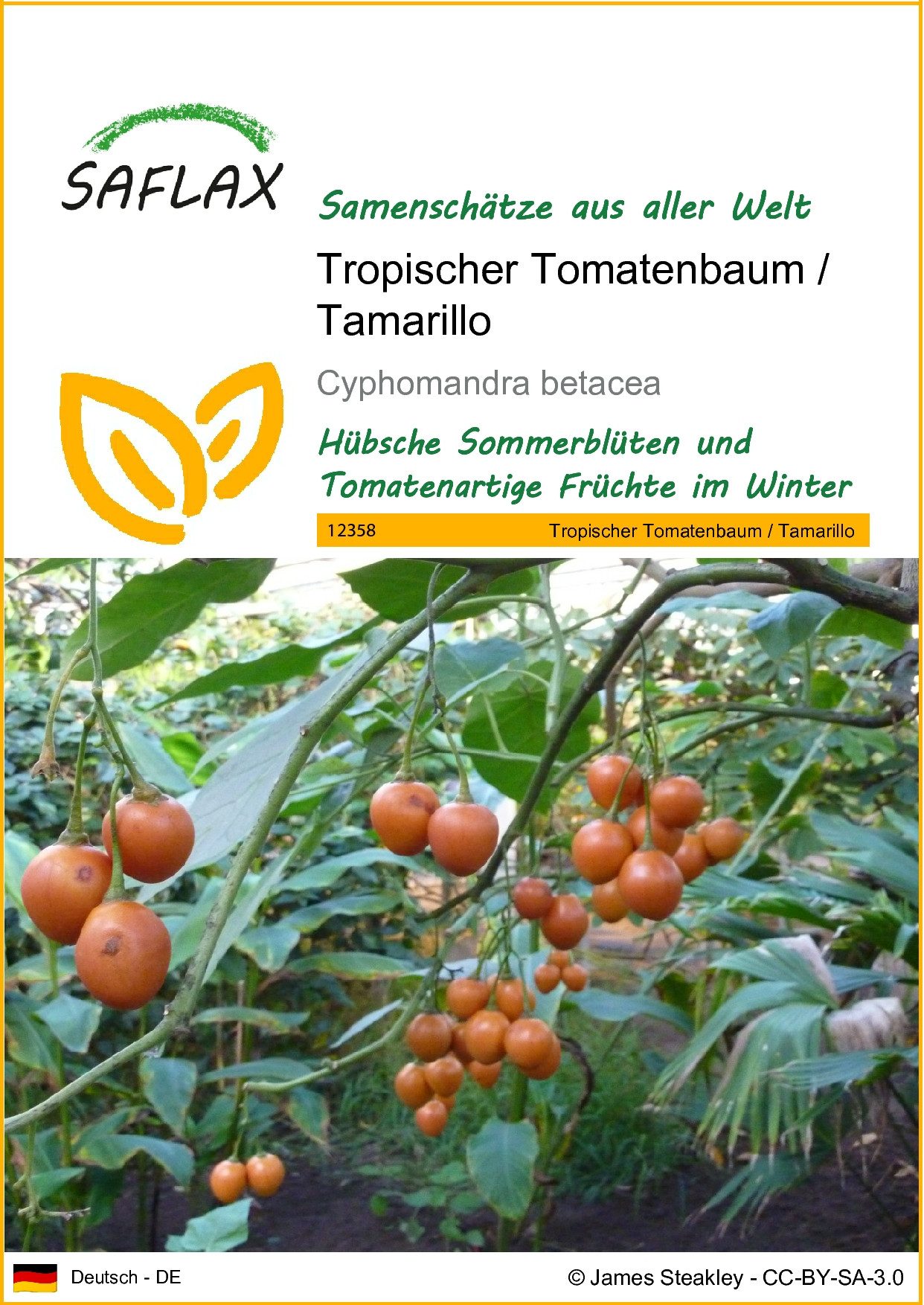 Blumensamen SAFLAX - Samen - Tropischer Tomatenbaum / Tamarillo