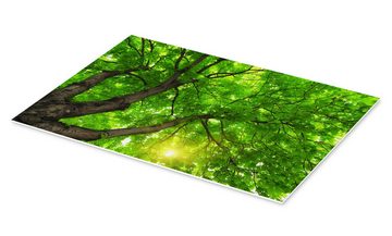 Posterlounge Forex-Bild Editors Choice, Unter einem großen grünen Baum, Fotografie