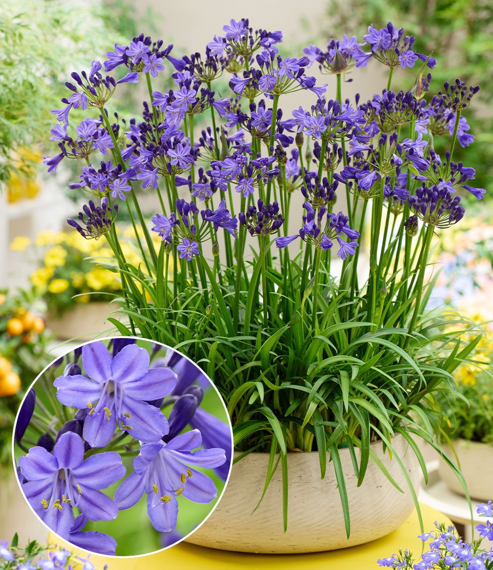 BALDUR Garten Staude Zwerg-Agapanthus 'Fairy Blue®', 1 St., Schmucklilie, reichblühend, bienenfreundlich