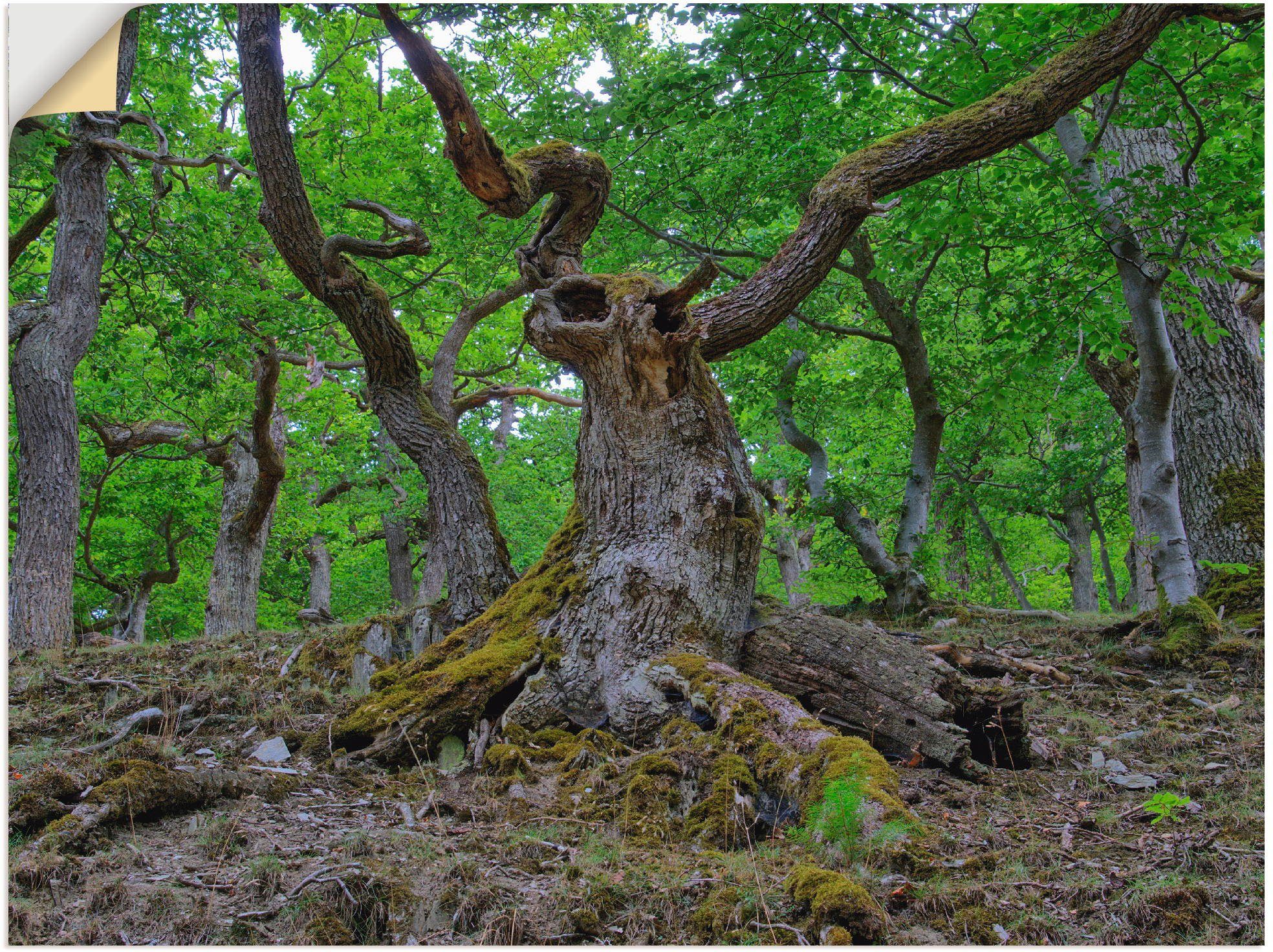 Artland Wandbild Eichen wie ein Märchenwald, Wald (1 St), als Leinwandbild, Wandaufkleber oder Poster in versch. Größen