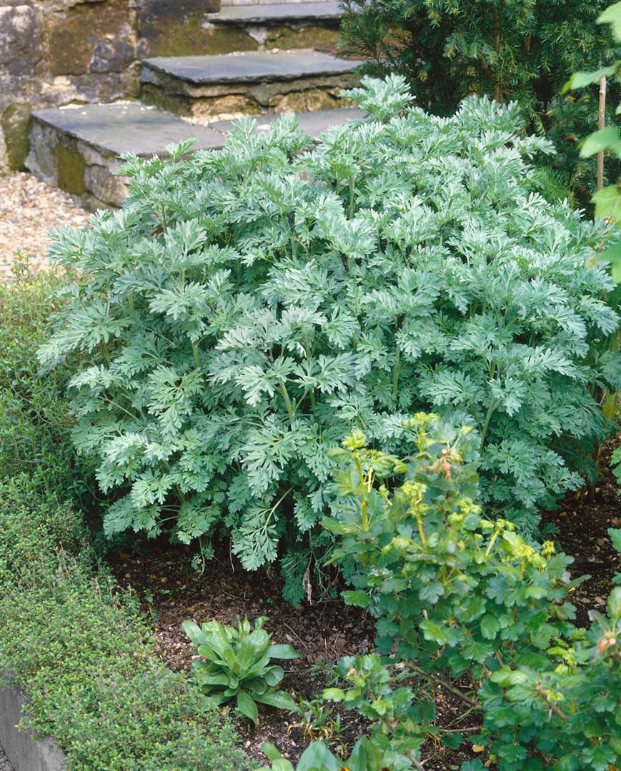 Pflanzen für Dich Staude Artemisia absinthium, 1 St., Wermut, Absinth, Echter Wermut