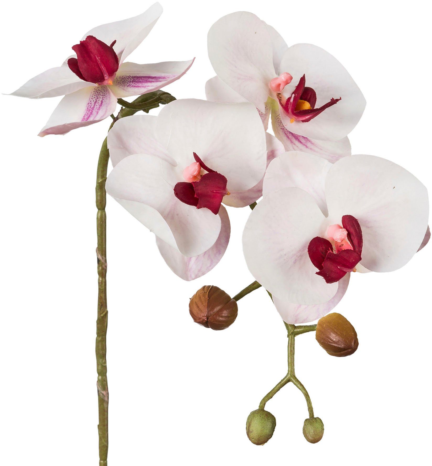 Kunstblume Phalaenopsis 3D-print Orchidee Phalaenopsis, Creativ günstig online kaufen