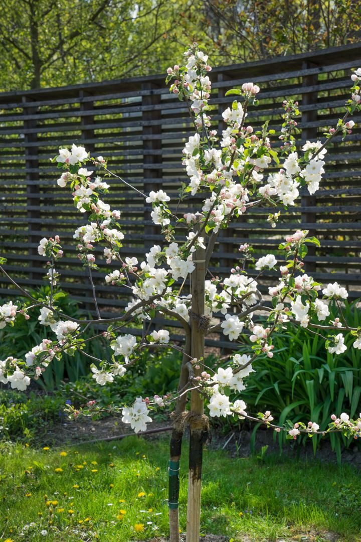 Pflanzen für Dich Obstpflanze Malus 'Gravensteiner', 1 St., Gravensteiner-Apfel, Apfelbaum, aromatisch, frühreifend