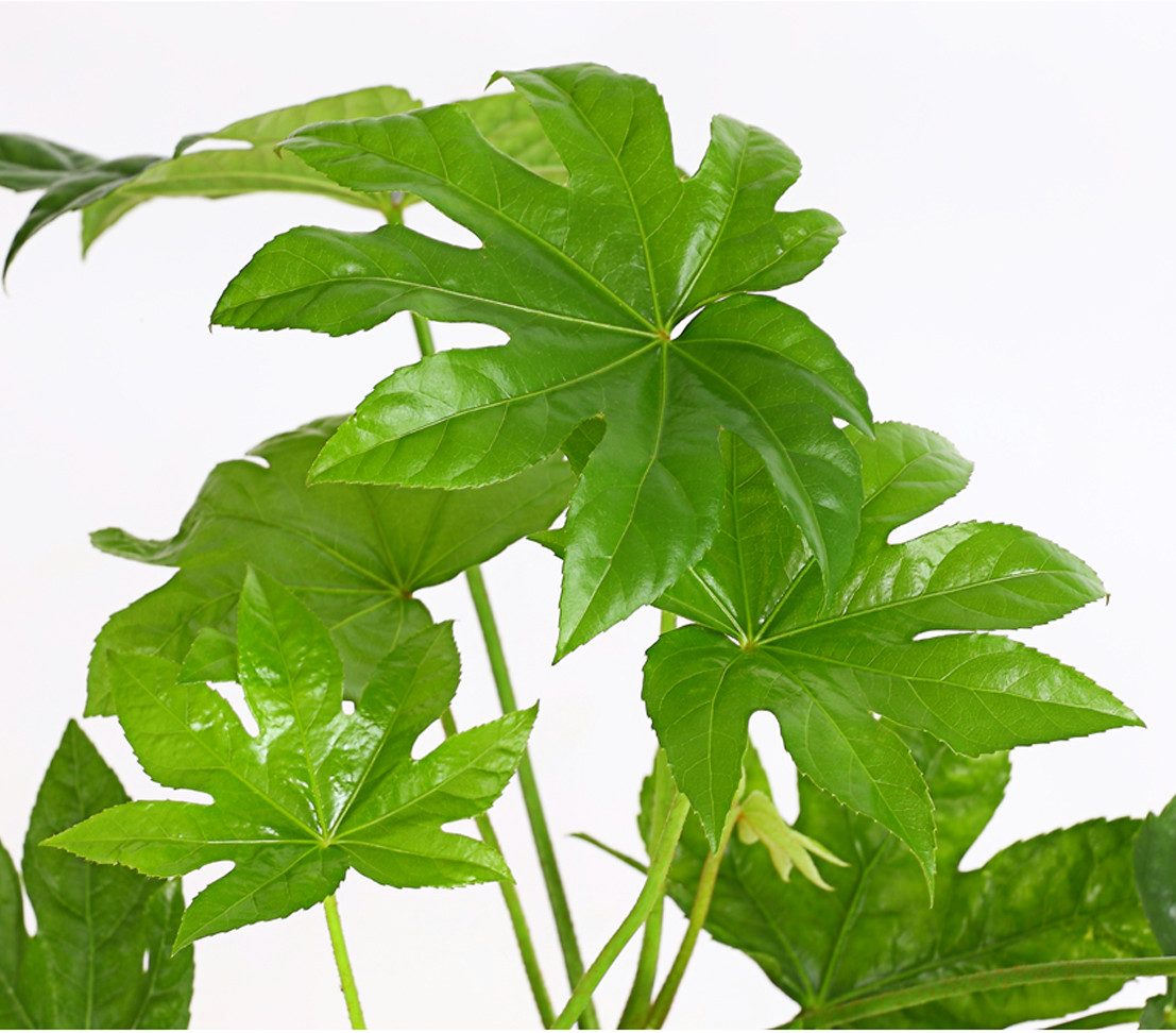 Dehner Zimmerpflanze Zimmeraralie, Fatsia japonica, mit ledrigen, mehrlappi günstig online kaufen