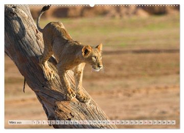 CALVENDO Wandkalender Faszination Afrika: Löwen (Premium, hochwertiger DIN A2 Wandkalender 2023, Kunstdruck in Hochglanz)