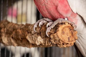 Kork-Deko.de Vogelspielplatz 2er-Pack Vogelsitzstangen - Korkäste zum Sitzen, Spielen & Knabbern