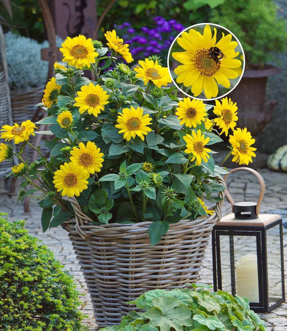 BALDUR Garten Staude Winterharte Sonnenblume 'SunCatcher®' im XL-Topf, 2 St., winterhart, mehrjährig