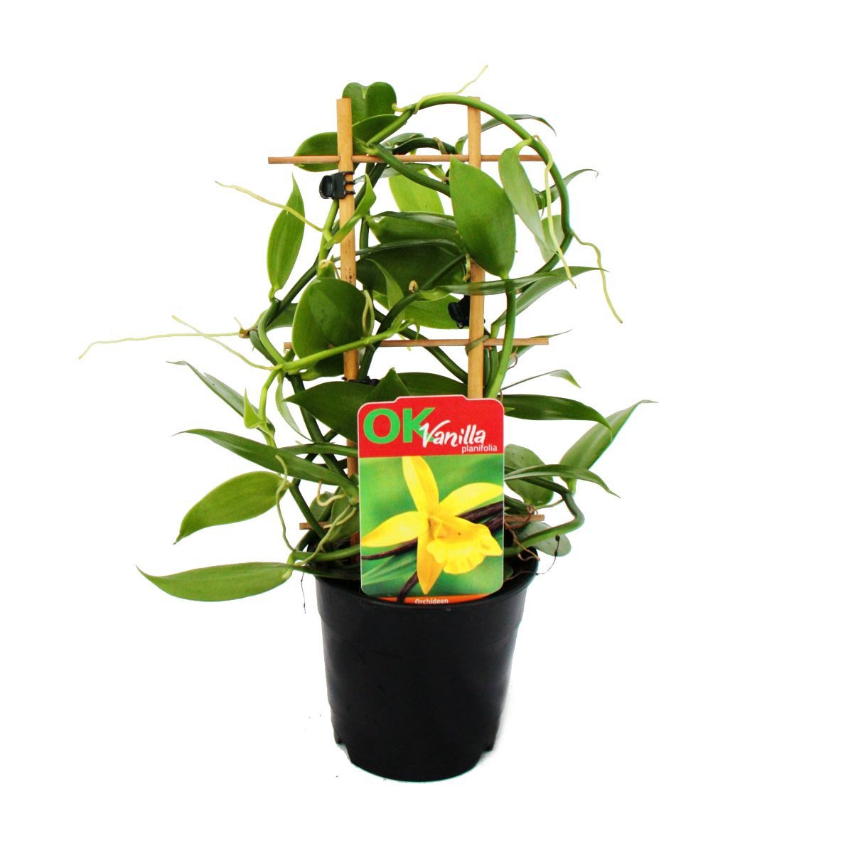 Exotenherz Zimmerpflanze Echte Vanille Pflanze am Spalier Vanilla planifolia im 11cm Topf