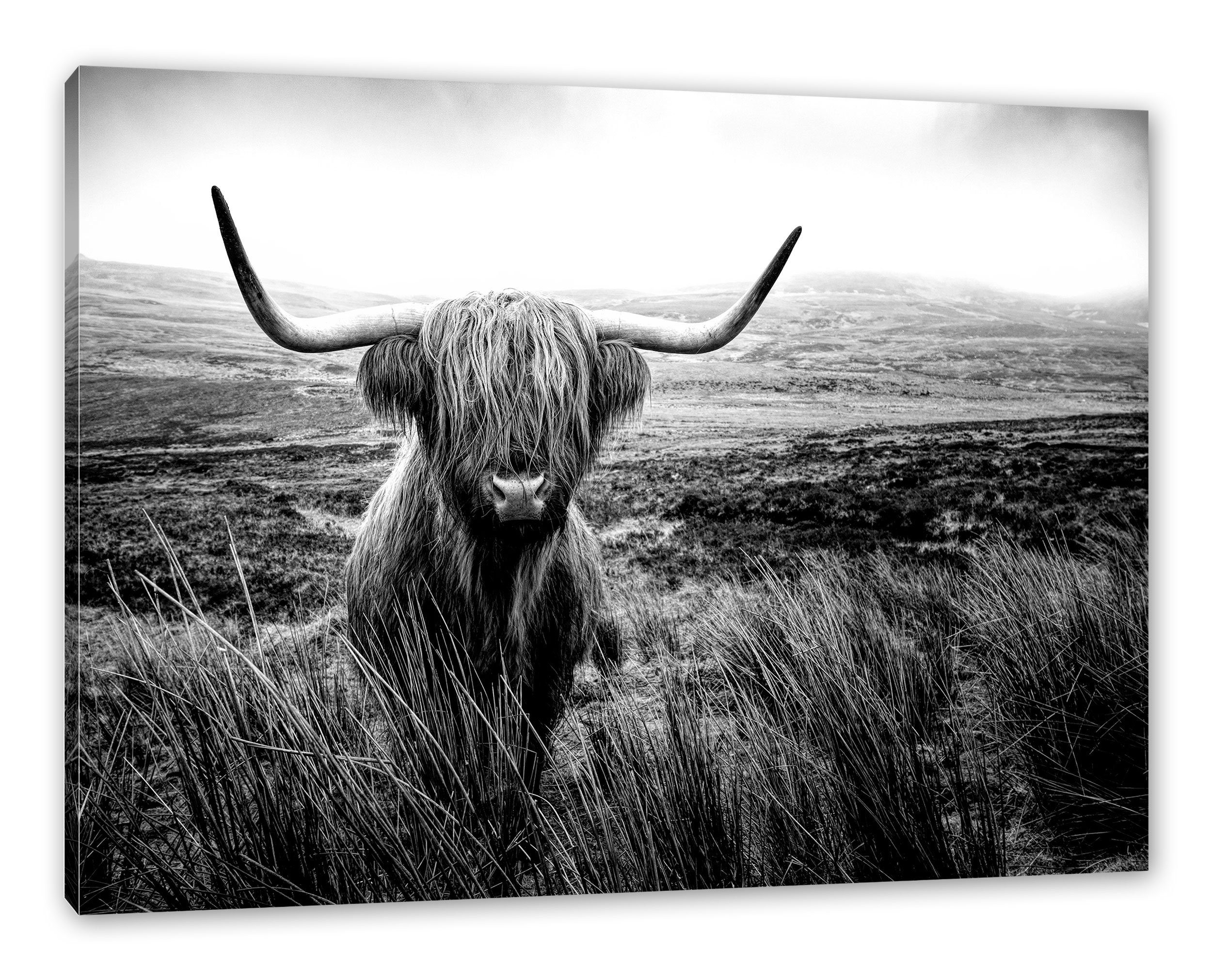 Pixxprint Leinwandbild Highland Rind mit großen Hörnern Steppe, Monochrome, günstig online kaufen