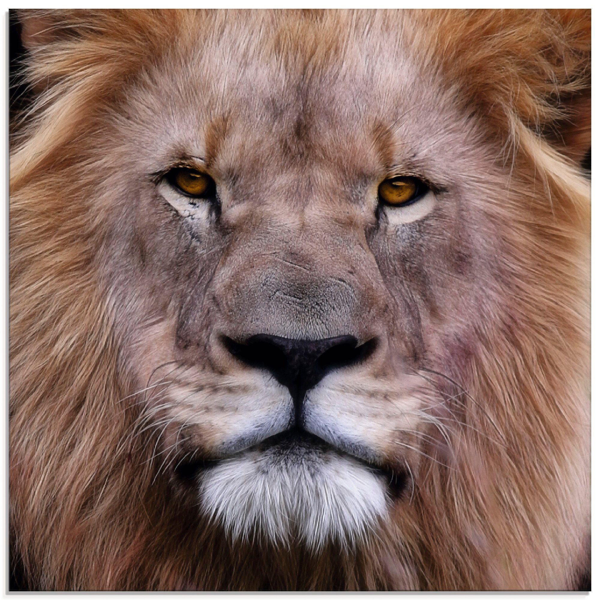 Artland Glasbild König der Löwen, Wildtiere (1 St), in verschiedenen Größen