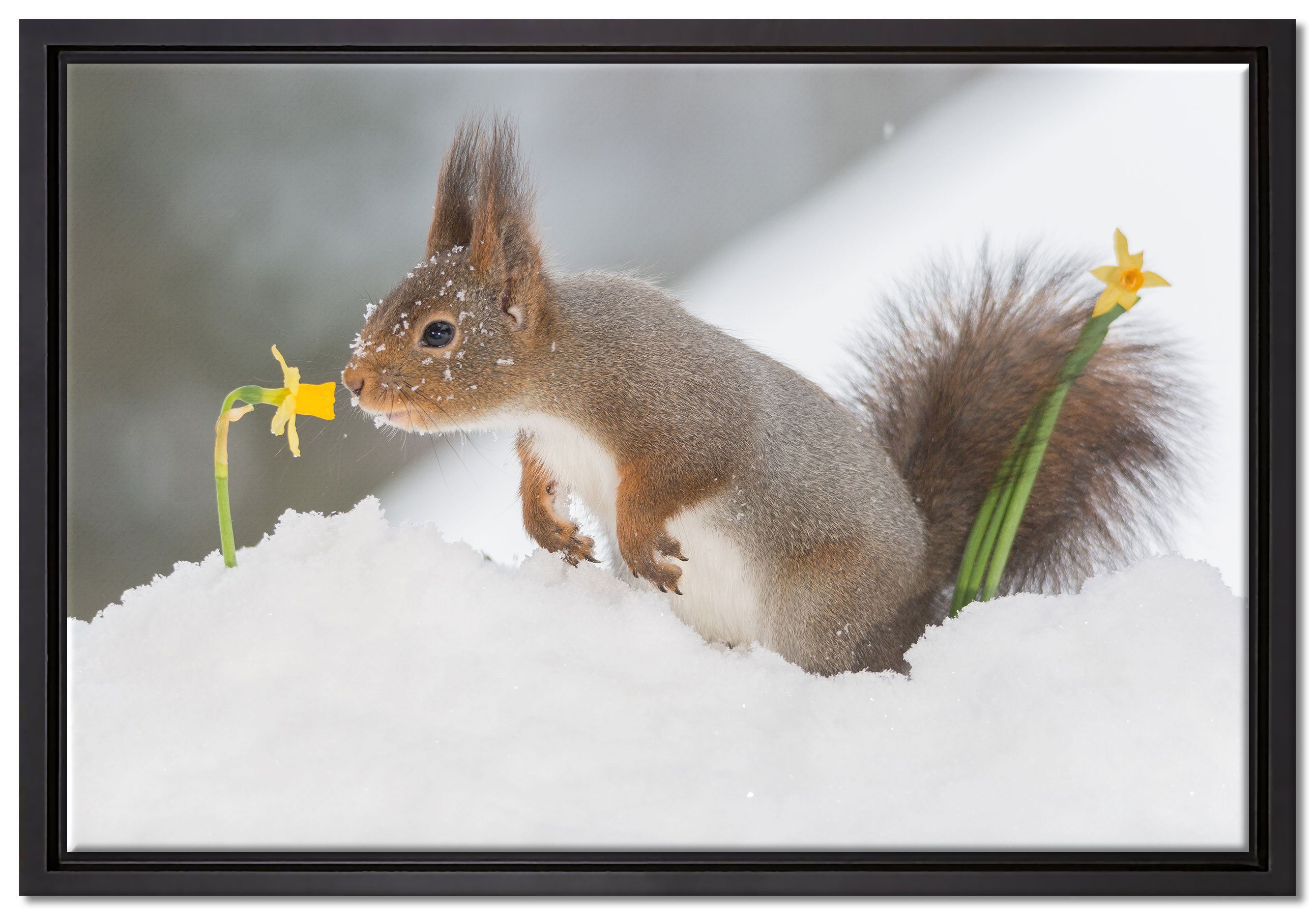 Pixxprint Leinwandbild in bespannt, Schnee, Wanddekoration gefasst, im fertig Schattenfugen-Bilderrahmen einem Leinwandbild (1 Eichhörnchen inkl. Zackenaufhänger St)