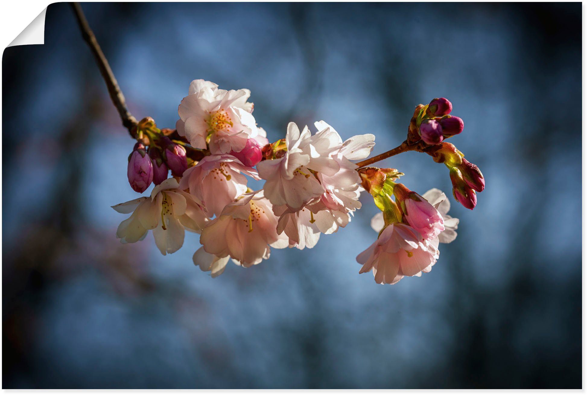 Leinwandbild, Kirschblüte Wandaufkleber (1 in im Artland versch. Blumenbilder als Poster oder Frühling, Wandbild Größen St), Alubild,