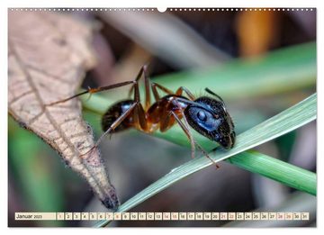 CALVENDO Wandkalender Ameisen - Ordnung im Durcheinander (Premium, hochwertiger DIN A2 Wandkalender 2023, Kunstdruck in Hochglanz)