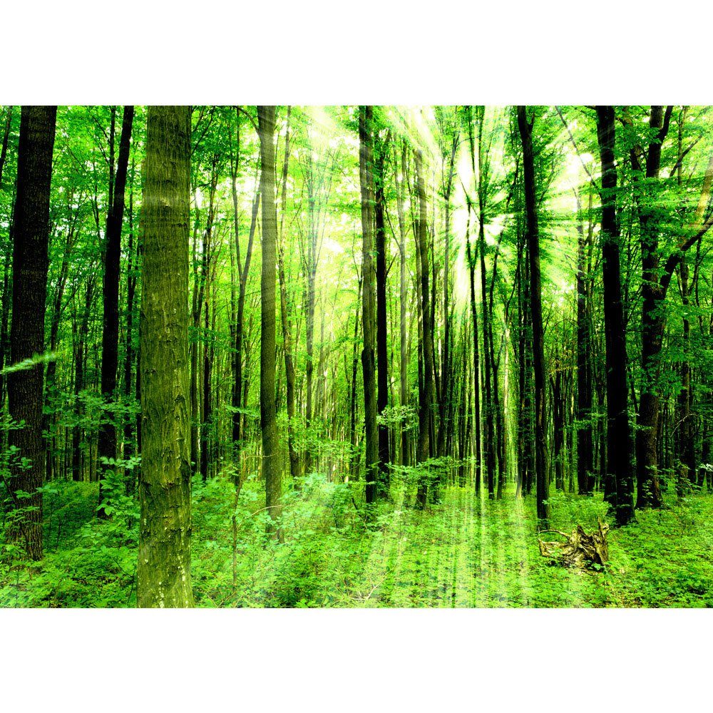 Wald Wald grün Fototapete Fototapete Sonnenstrahlen liwwing Ruhe Bäume no. liwwing 61,